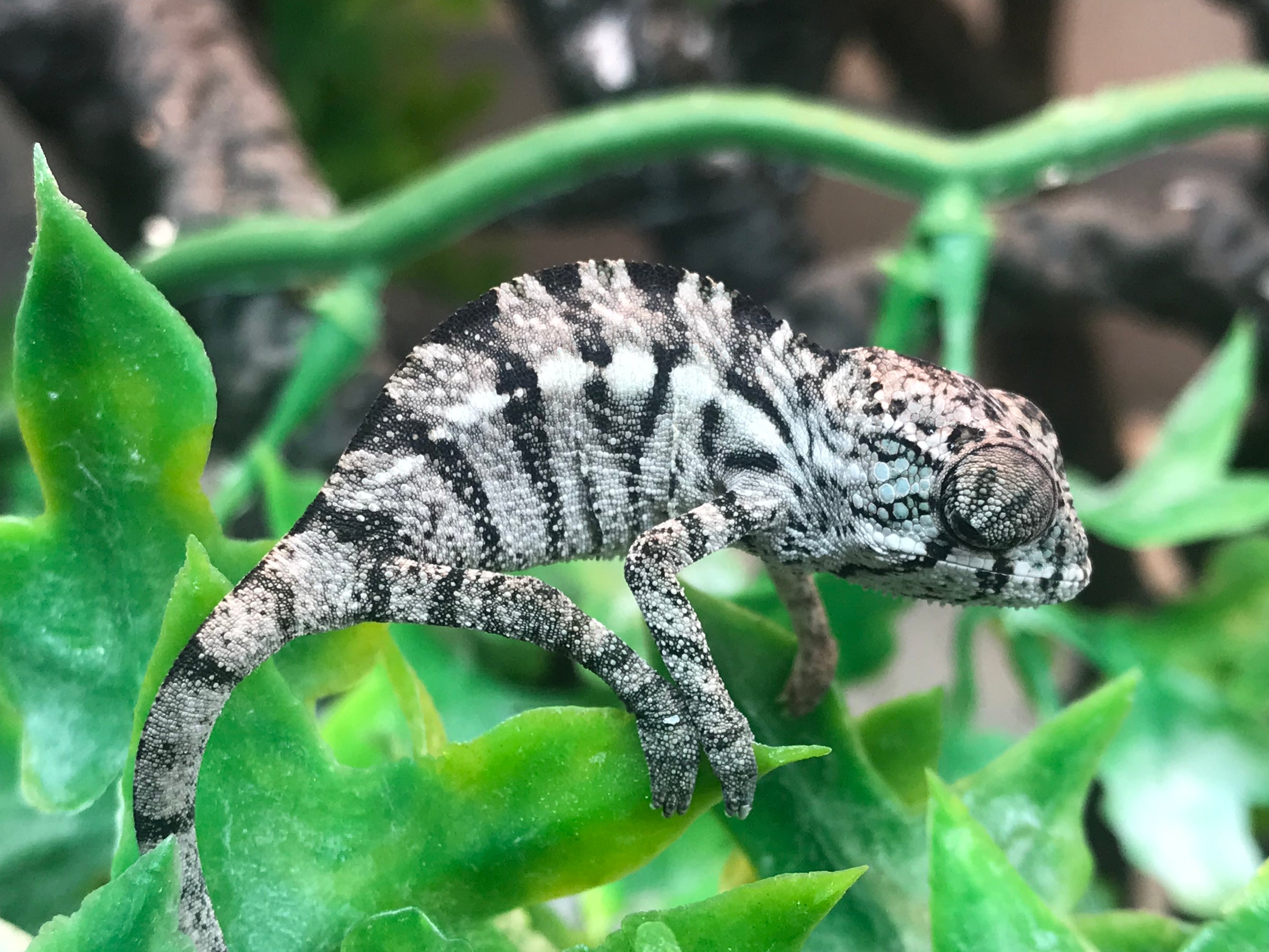 Panther Chameleon Care Sheet